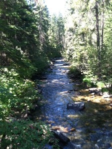photo of a stream and trees